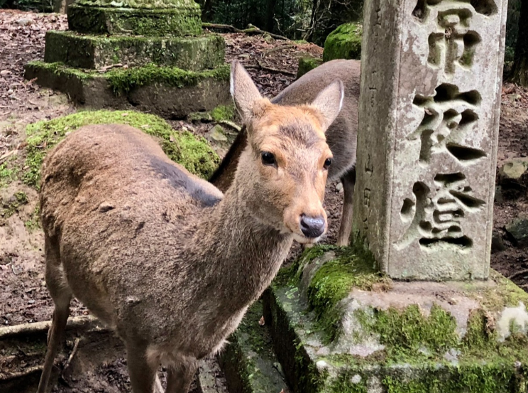 Visiter Nara au Japan - Les cerfs Sika - Blog au gré des continents