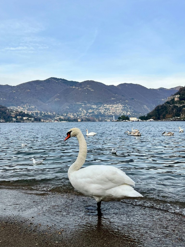 Visiter le lac de Côme en 3 jours - Cygne sur l'eau - Blog au gré des continents 