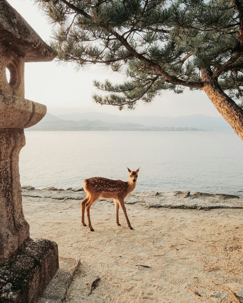 Miyajima - Jolie biche - Blog au gré des continents 
