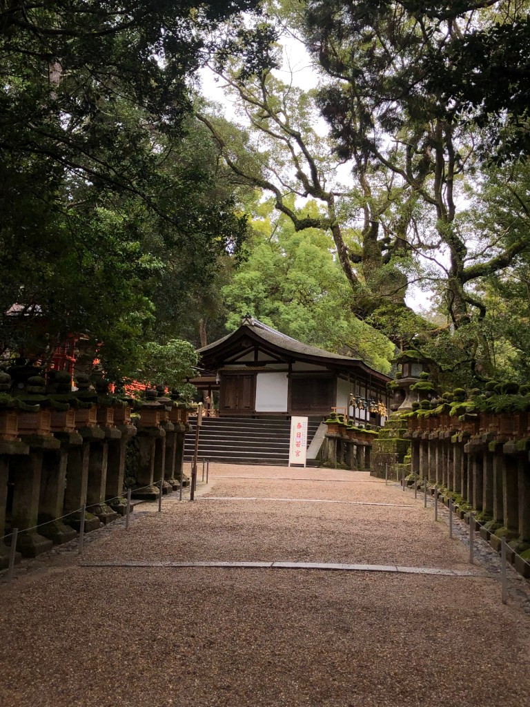 Randonnée japonaise - Canopée millénaire - Blog au gré des continents 