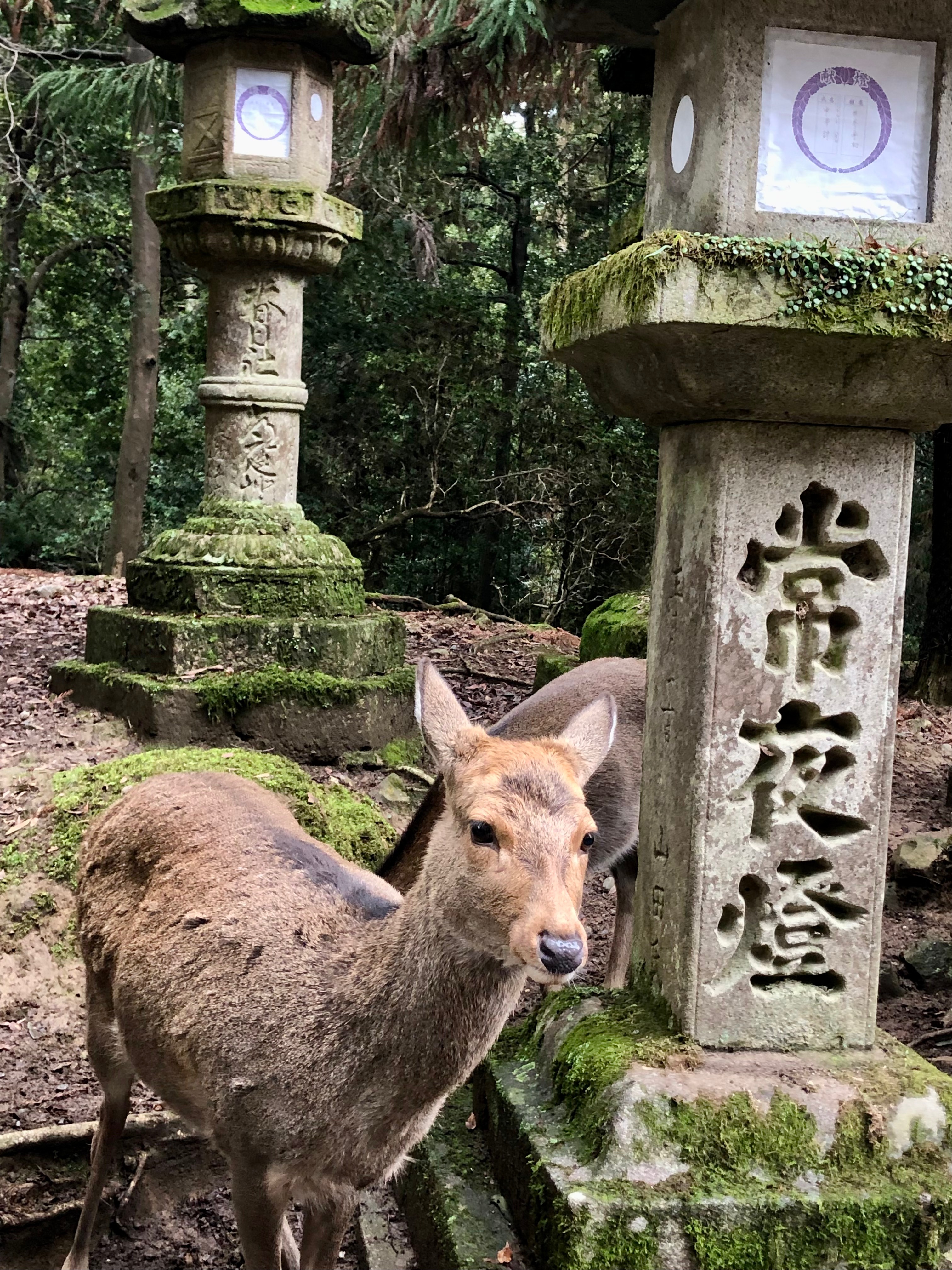 Visiter Nara - Sentier vers Kasuga Taisha - Blog au gré des continents