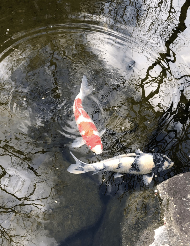 Voyage spirituel au Japon - Carpes koï - Blog au gré des continents