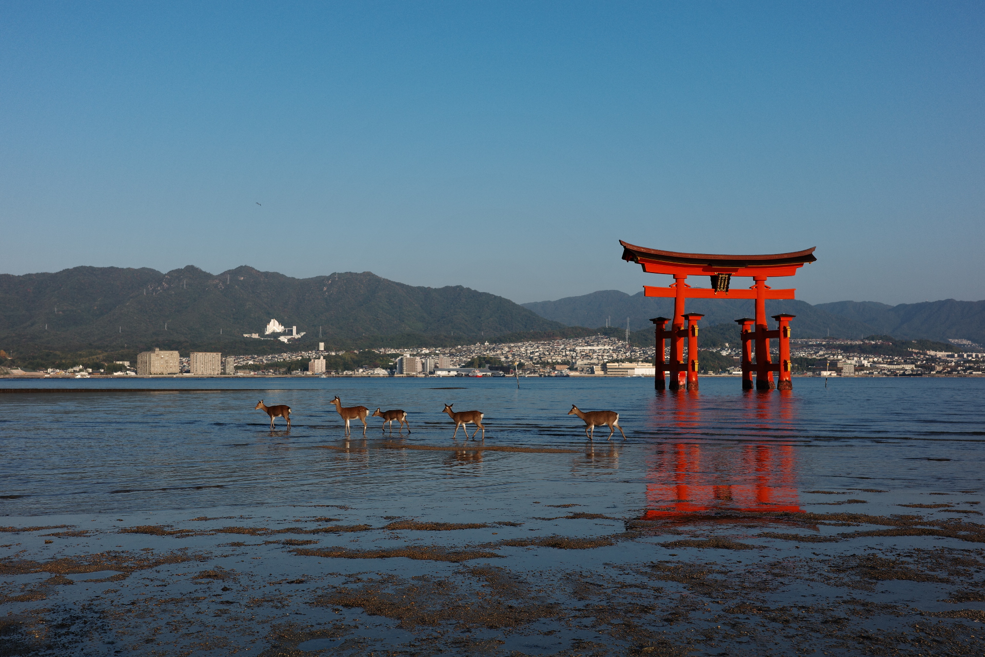 Torii flottant de Miyajima - Au gré des continents