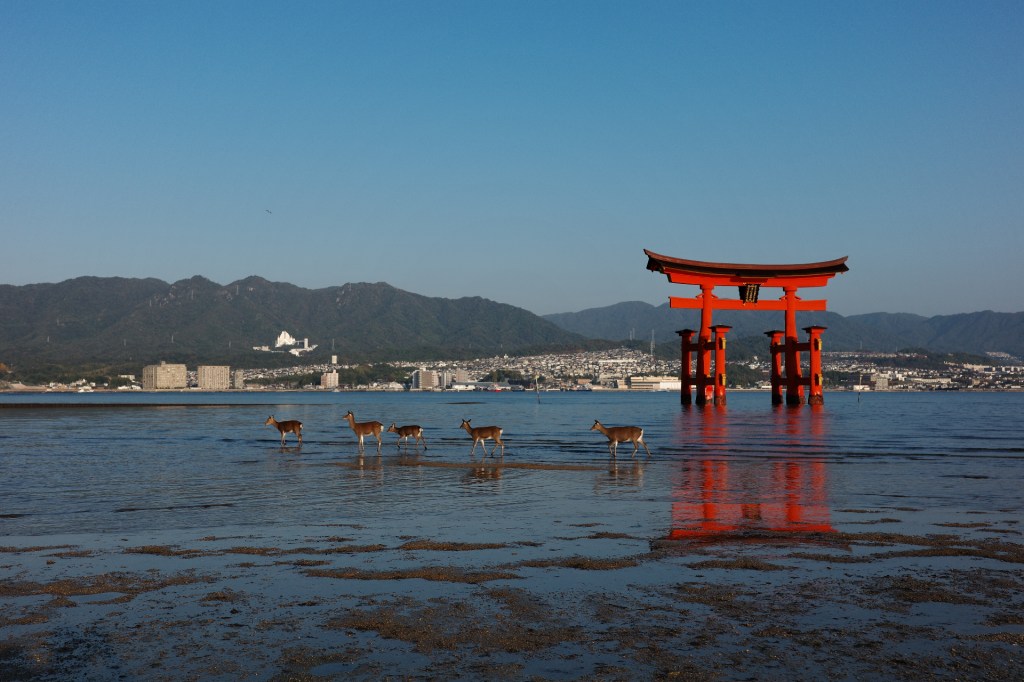 Torii flottant de Miyajima - Au gré des continents
