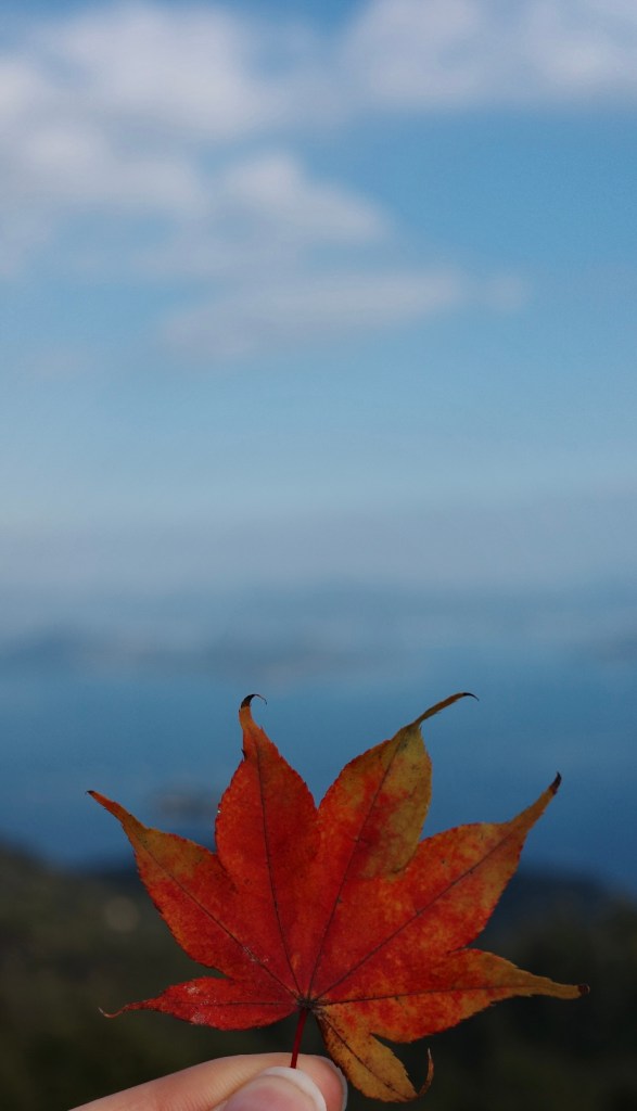Feuille d'érable au Mont Misen - Au gré des continents 
