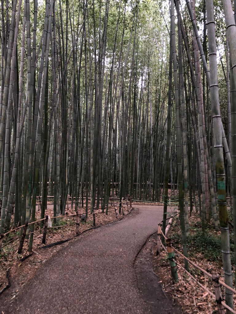 Séjour à Kyoto - Allée de bambou - Blog au gré des continents