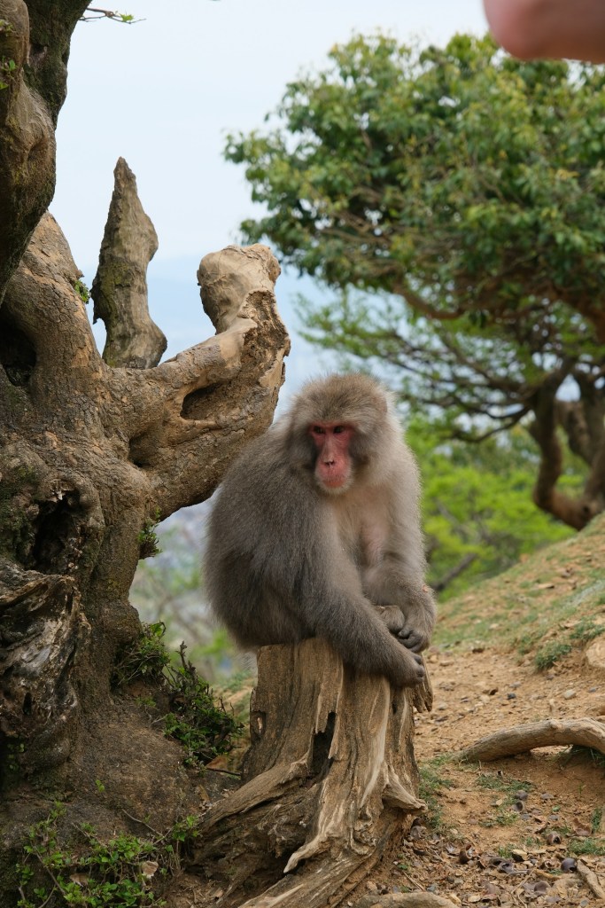 Le japon et ses animaux - Macaque japonais - Blog au gré des continents