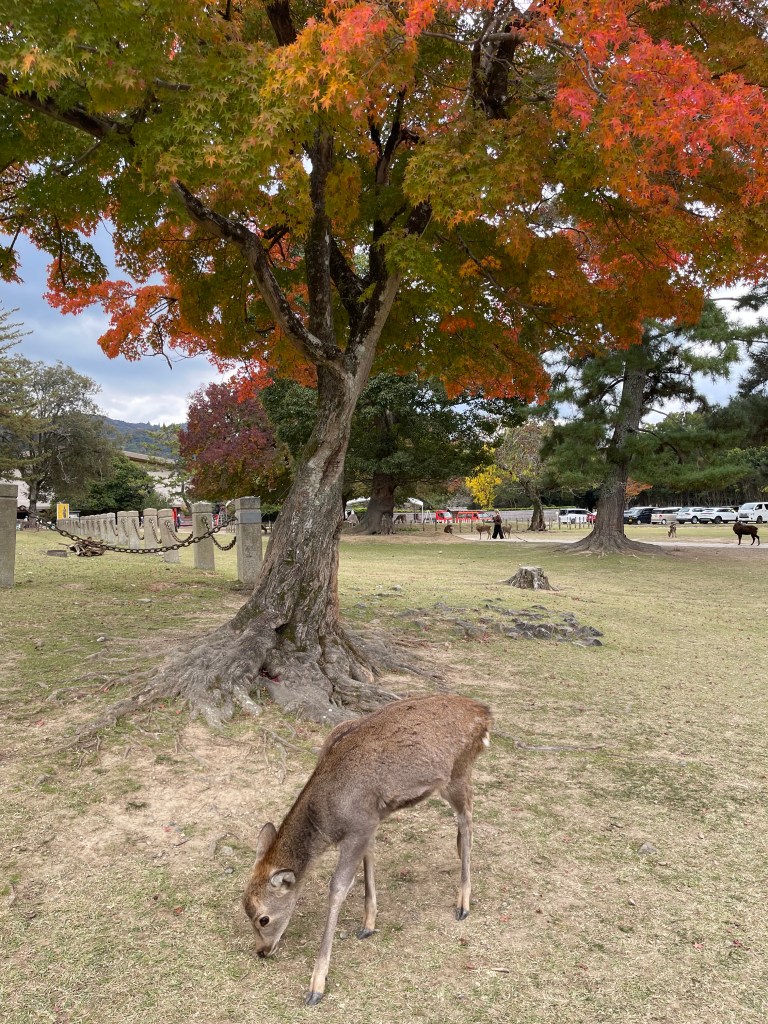 Visiter Nara - Nara Koen - Au gré des continents  