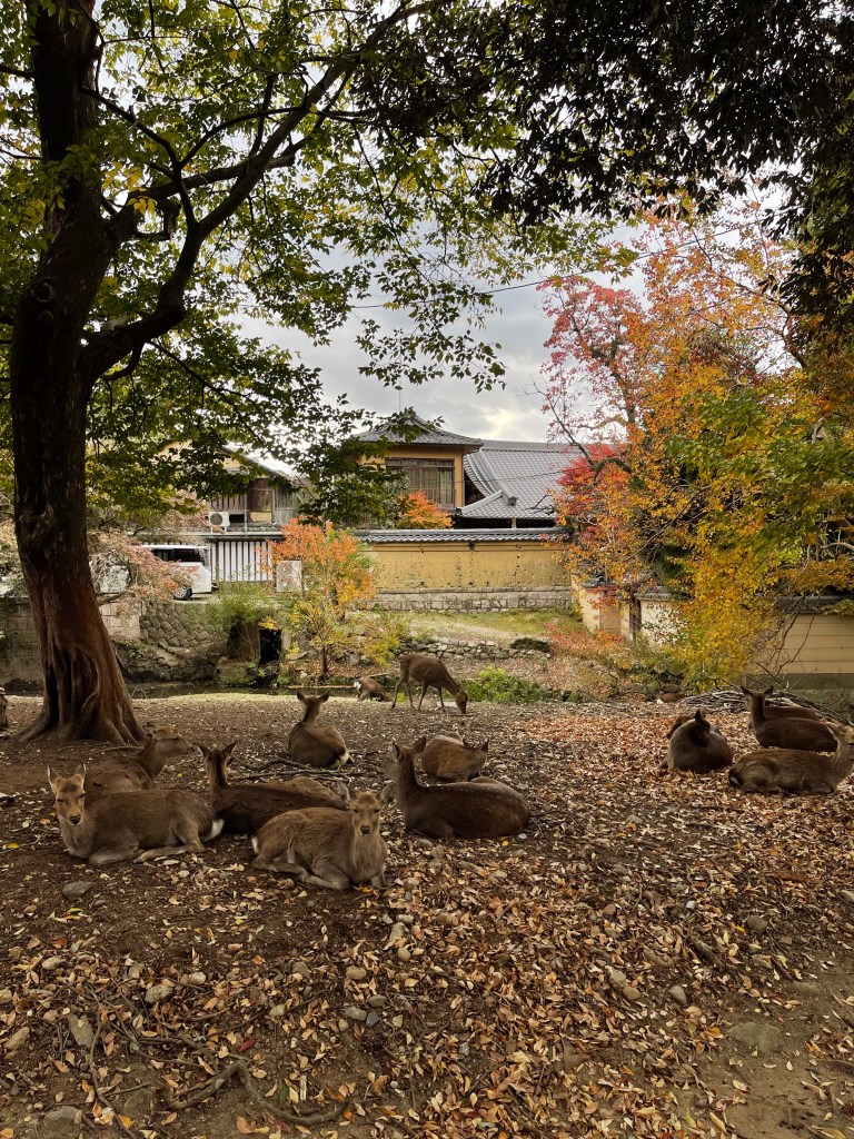 Japon - Parc de Nara - Au gré des continents 