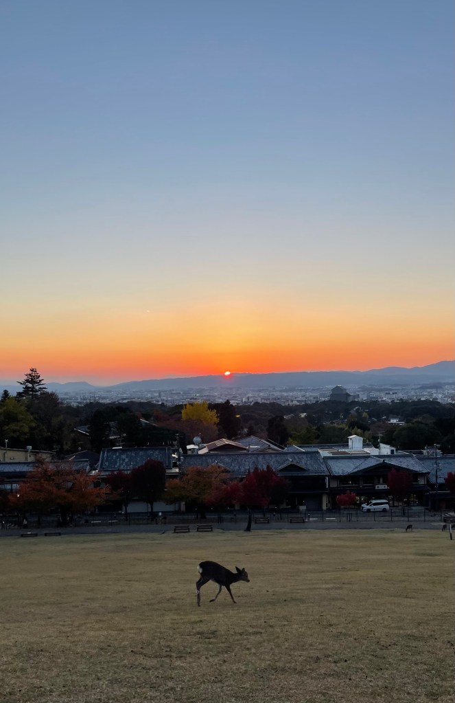 Dans les hauteurs de Nara - Un daim au crépuscule - Au gré des continents 