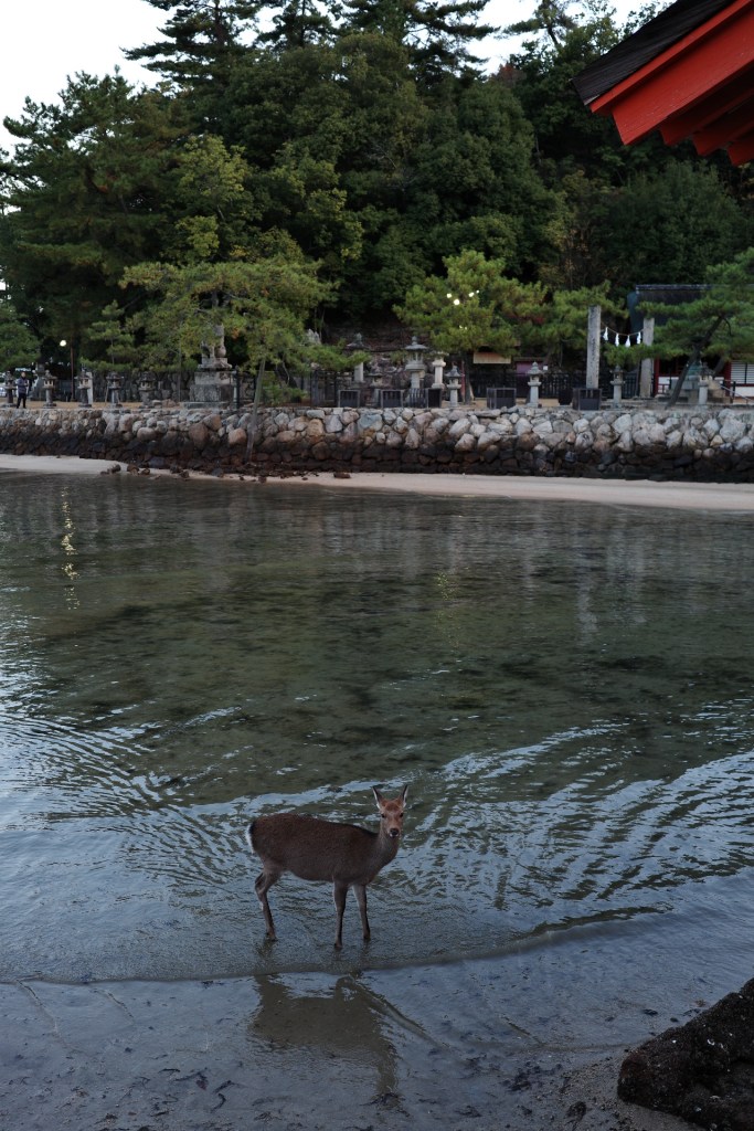 Cerf les pieds dans l'eau - Au gré des continents 