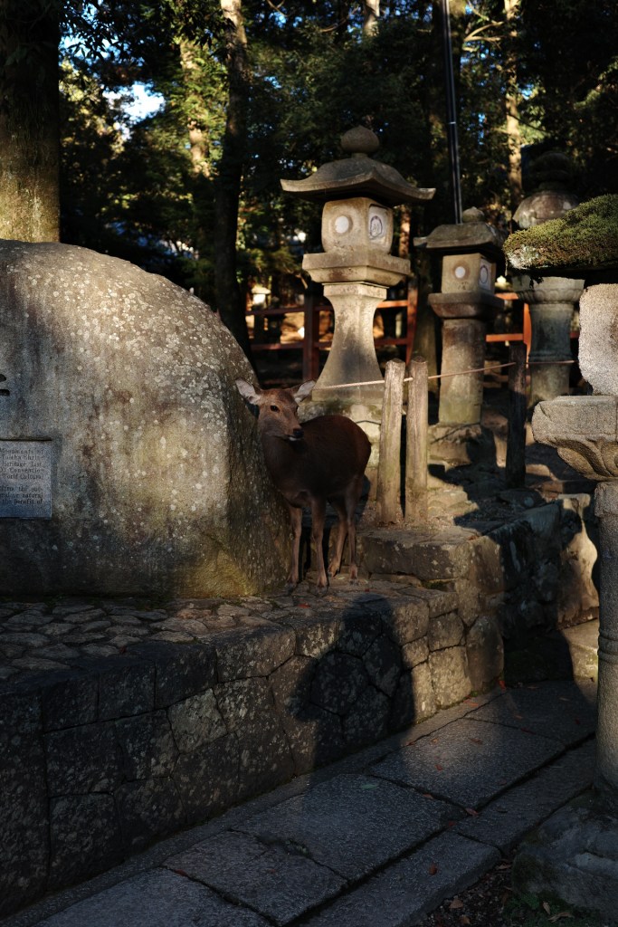 Visiter Nara en un jour - Une biche à l'ombre d'une pierre - Au gré des continents