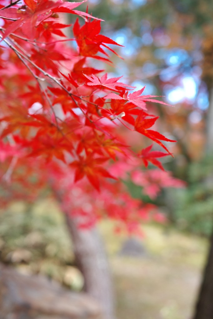 Erables à Arashiyama - Au gré des continents 