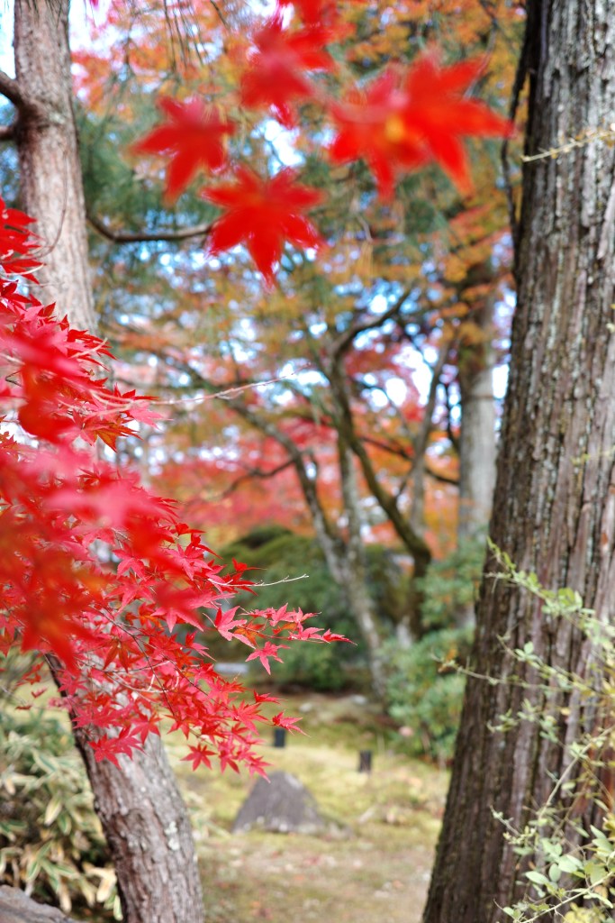 Feuilles d'érables au Japon - Au gré des continents 