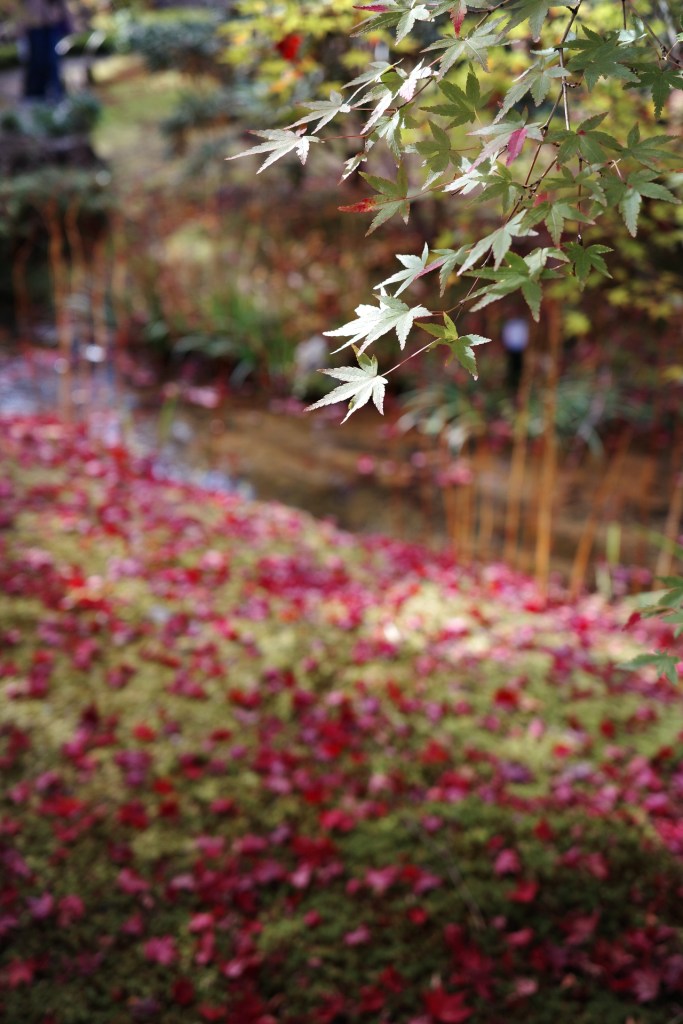 Les feuilles d'automne au Japon - Au gré des continents 