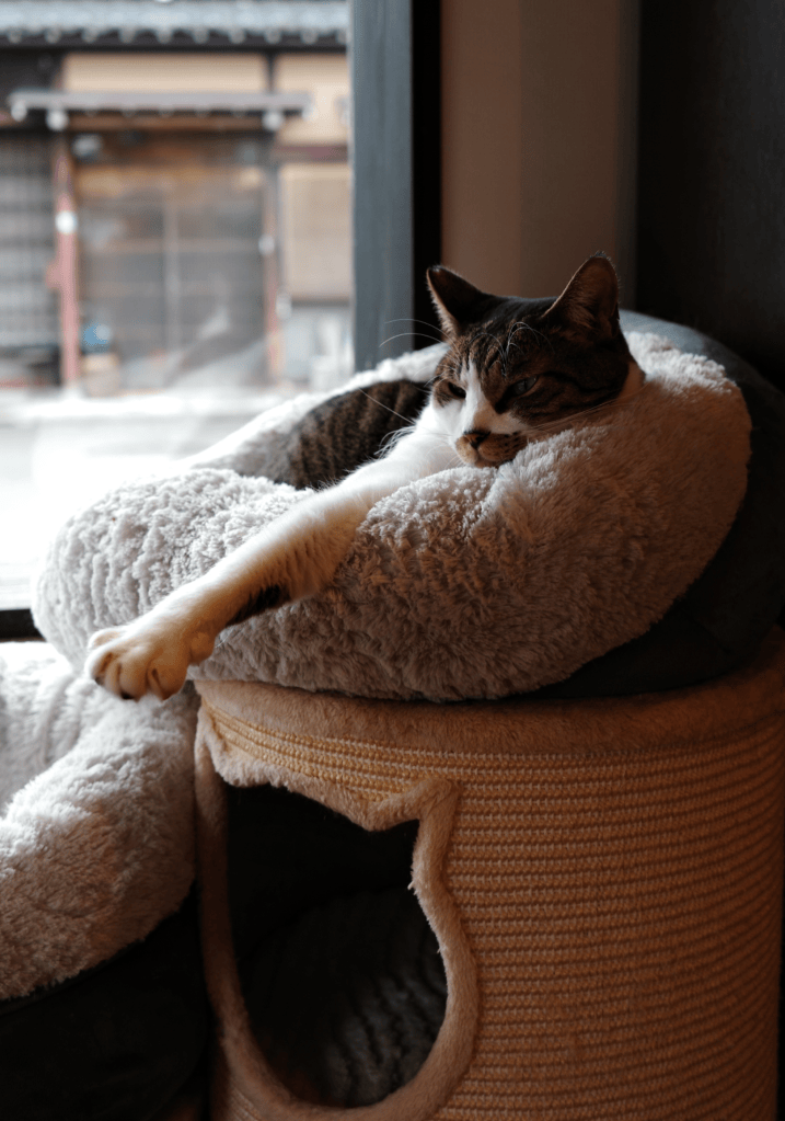 Un chat qui dort au Japon - Au gré des continents 
