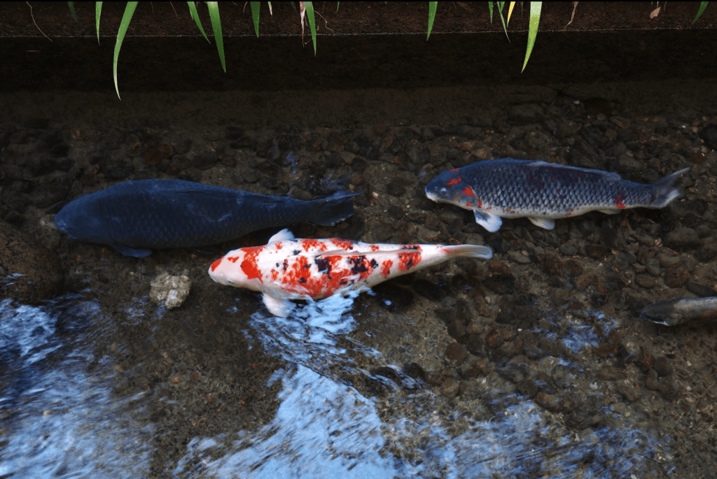 Carpes koï de l'Igawa Komichi - Au gré des continents 